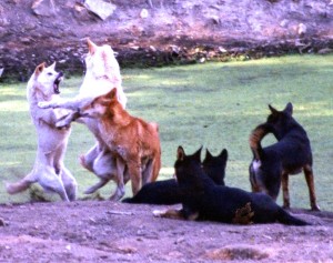 Dingo Jacobs dingoes