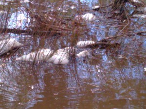 Frog Spawn