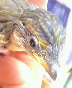 Striated Pardalote Chick