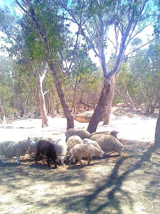 The Mob move in to see how this Dingo Dreaming Landscape has changed