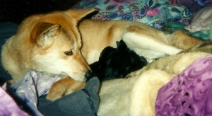 Mercy and 4 little souls born on the 15th of Augast 2004. As soon as I got home from the Hospital, after holding my Mum's (Janice Dawn McGrath)hand while she took her last breath. I got home to find Mercy waiting on my to give birth to 4 little Black and Tan Dingo Pup's.  some Aborigines believe that a dingo would appear as your loved one after they had died...in my Mum's case I got 4 little girls born in mourning suits.